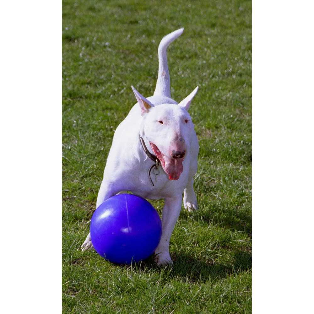 Pet Supplies O976