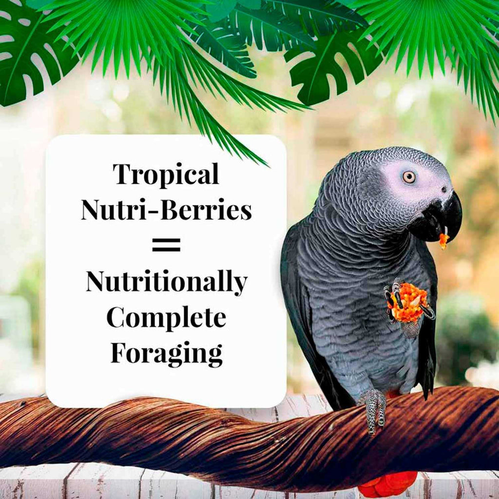 Parrot Food G530161
