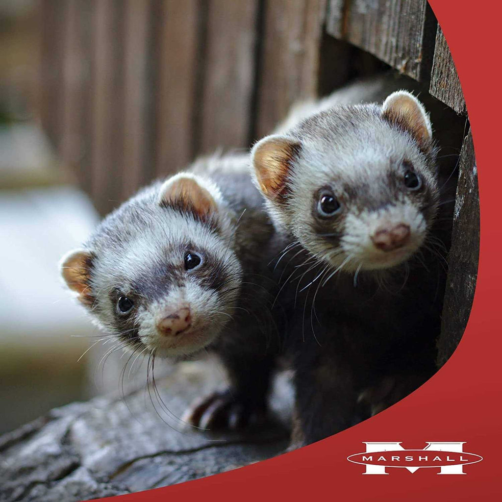Premium Ferret Treats S136669