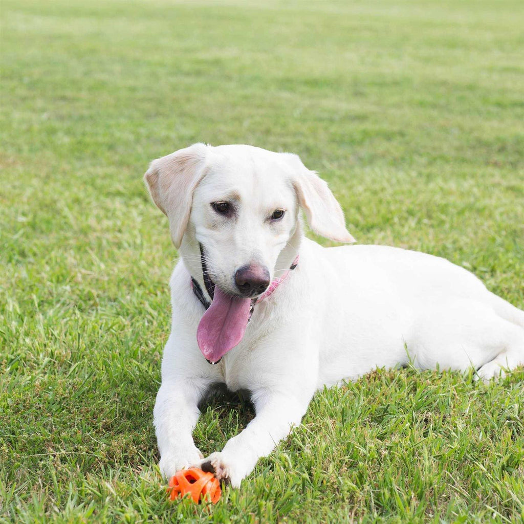 Breathe Right Fetch Ball X416046