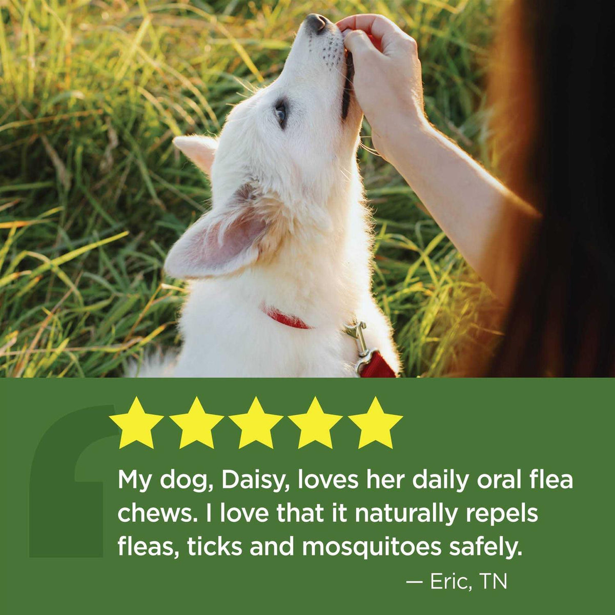 Oral Flea & Tick Chews for Dogs V77040