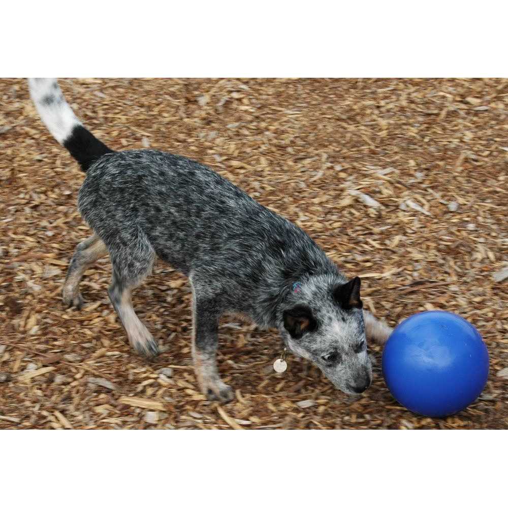 Pet Supplies O976