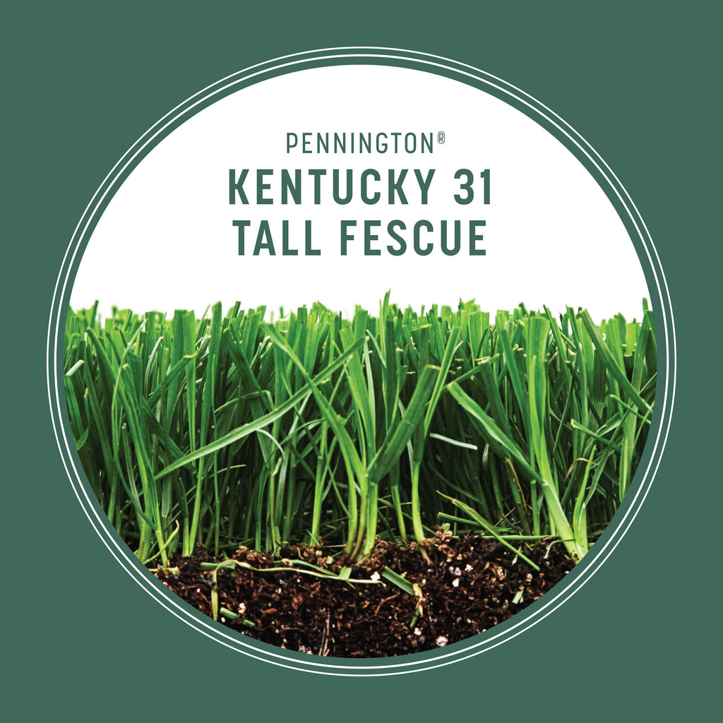 Tall Fescue Grass Seed 50lb O6470