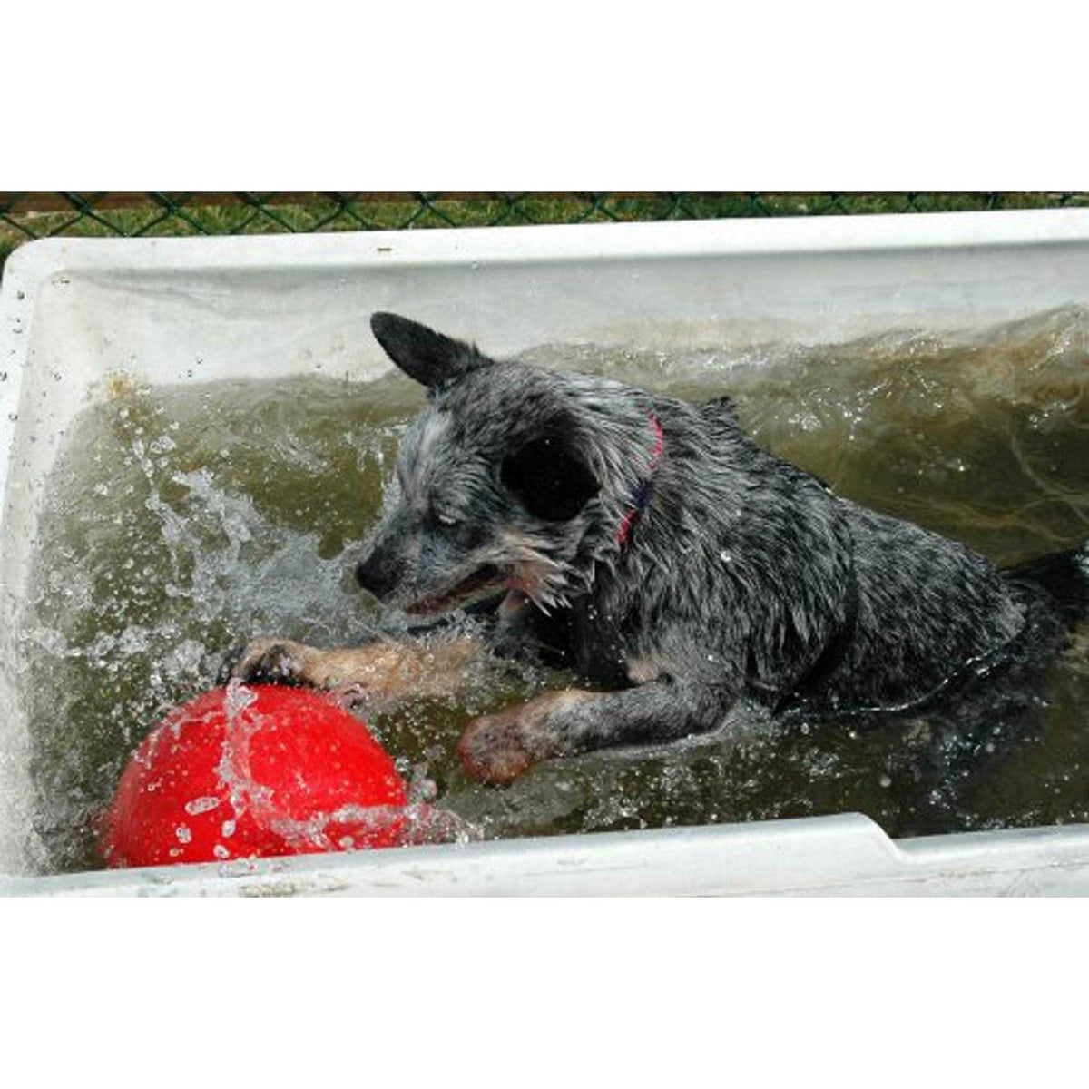 Pet Supplies O976