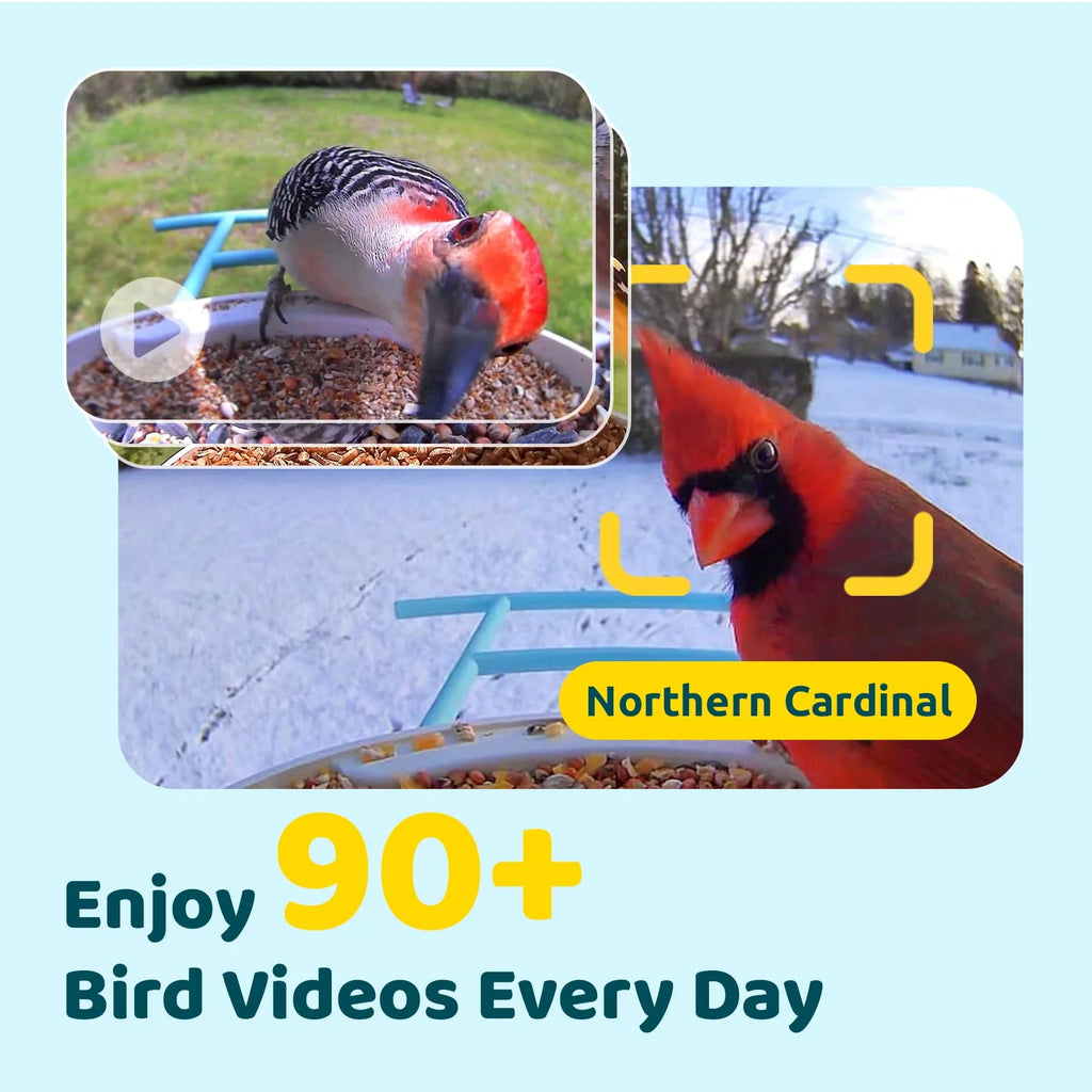Bird Feeder with Camera, Solar Panel K3052
